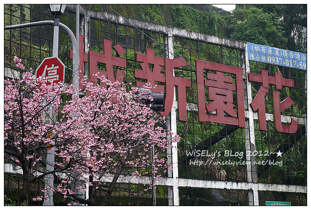 【隨拍】Panasonic Lumix GX1：2012寒櫻隨拍＠烏來花園新城、陽明山菁山路一帶、仰德大道花卉試驗中心，再過幾天花會開的更漂亮 (拍攝櫻花小技巧心得分享)