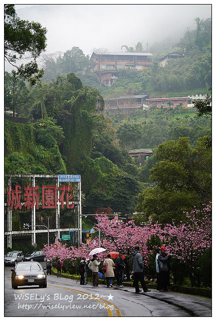 【隨拍】Panasonic Lumix GX1：2012寒櫻隨拍＠烏來花園新城、陽明山菁山路一帶、仰德大道花卉試驗中心，再過幾天花會開的更漂亮 (拍攝櫻花小技巧心得分享)