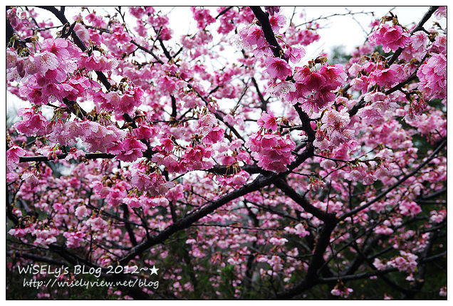 【隨拍】Panasonic Lumix GX1：2012寒櫻隨拍＠烏來花園新城、陽明山菁山路一帶、仰德大道花卉試驗中心，再過幾天花會開的更漂亮 (拍攝櫻花小技巧心得分享)