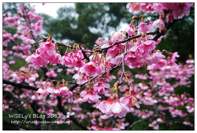 【隨拍】Panasonic Lumix GX1：2012寒櫻隨拍＠烏來花園新城、陽明山菁山路一帶、仰德大道花卉試驗中心，再過幾天花會開的更漂亮 (拍攝櫻花小技巧心得分享)