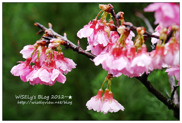 【隨拍】Panasonic Lumix GX1：2012寒櫻隨拍＠烏來花園新城、陽明山菁山路一帶、仰德大道花卉試驗中心，再過幾天花會開的更漂亮 (拍攝櫻花小技巧心得分享)