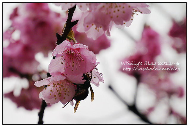 【隨拍】Panasonic Lumix GX1：2012寒櫻隨拍＠烏來花園新城、陽明山菁山路一帶、仰德大道花卉試驗中心，再過幾天花會開的更漂亮 (拍攝櫻花小技巧心得分享)