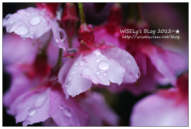 【隨拍】Panasonic Lumix GX1：2012寒櫻隨拍＠烏來花園新城、陽明山菁山路一帶、仰德大道花卉試驗中心，再過幾天花會開的更漂亮 (拍攝櫻花小技巧心得分享)