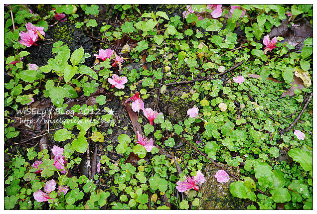 【隨拍】Panasonic Lumix GX1：2012寒櫻隨拍＠烏來花園新城、陽明山菁山路一帶、仰德大道花卉試驗中心，再過幾天花會開的更漂亮 (拍攝櫻花小技巧心得分享)