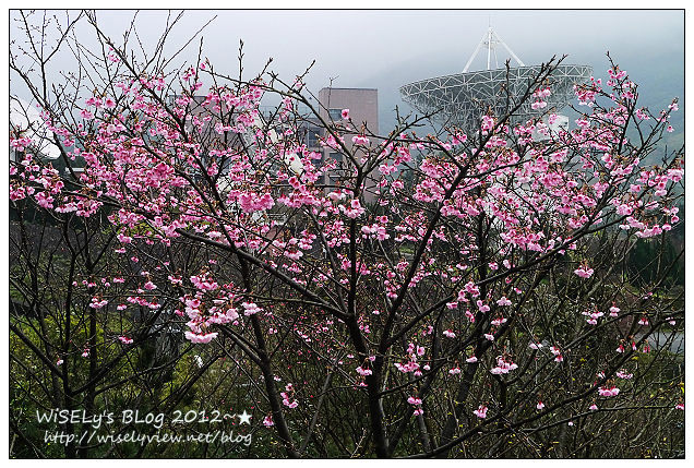 【隨拍】Panasonic Lumix GX1：2012寒櫻隨拍＠烏來花園新城、陽明山菁山路一帶、仰德大道花卉試驗中心，再過幾天花會開的更漂亮 (拍攝櫻花小技巧心得分享)