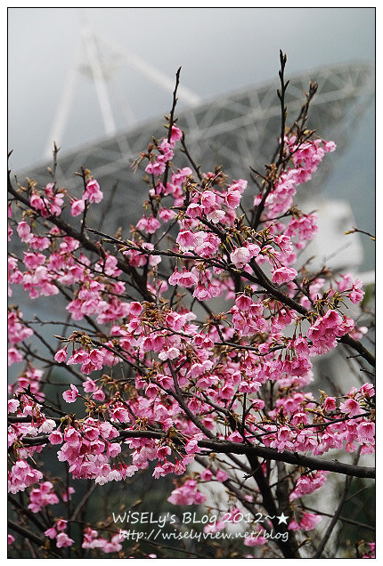 【隨拍】Panasonic Lumix GX1：2012寒櫻隨拍＠烏來花園新城、陽明山菁山路一帶、仰德大道花卉試驗中心，再過幾天花會開的更漂亮 (拍攝櫻花小技巧心得分享)