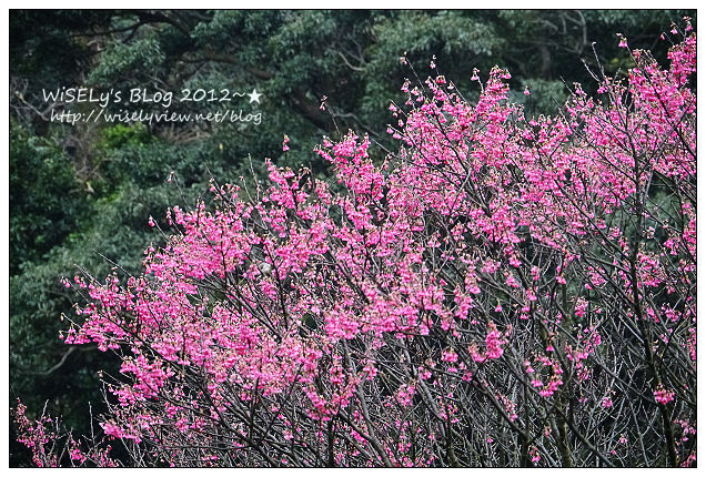 【隨拍】Panasonic Lumix GX1：2012寒櫻隨拍＠烏來花園新城、陽明山菁山路一帶、仰德大道花卉試驗中心，再過幾天花會開的更漂亮 (拍攝櫻花小技巧心得分享)