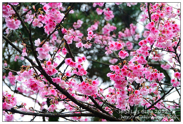 【隨拍】Panasonic Lumix GX1：2012寒櫻隨拍＠烏來花園新城、陽明山菁山路一帶、仰德大道花卉試驗中心，再過幾天花會開的更漂亮 (拍攝櫻花小技巧心得分享)