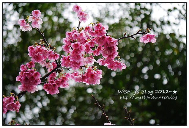 【隨拍】Panasonic Lumix GX1：2012寒櫻隨拍＠烏來花園新城、陽明山菁山路一帶、仰德大道花卉試驗中心，再過幾天花會開的更漂亮 (拍攝櫻花小技巧心得分享)