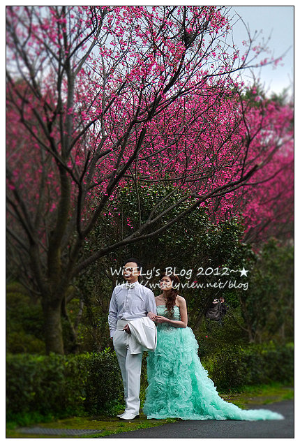 【隨拍】Panasonic Lumix GX1：2012寒櫻隨拍＠烏來花園新城、陽明山菁山路一帶、仰德大道花卉試驗中心，再過幾天花會開的更漂亮 (拍攝櫻花小技巧心得分享)