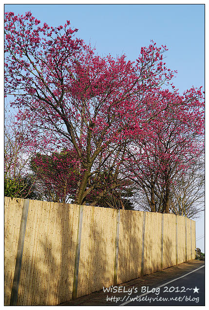 【遊玩】台北陽明山．禾豐農場櫻花隨拍(草山平等里平菁街42巷)，現今花況略差已過最大值～相約明年再訪；但意外好吃的想啟手工小饅頭，個人超推新品南瓜饅頭，吃了就想打包買10個