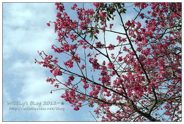 【遊玩】台北陽明山．禾豐農場櫻花隨拍(草山平等里平菁街42巷)，現今花況略差已過最大值～相約明年再訪；但意外好吃的想啟手工小饅頭，個人超推新品南瓜饅頭，吃了就想打包買10個