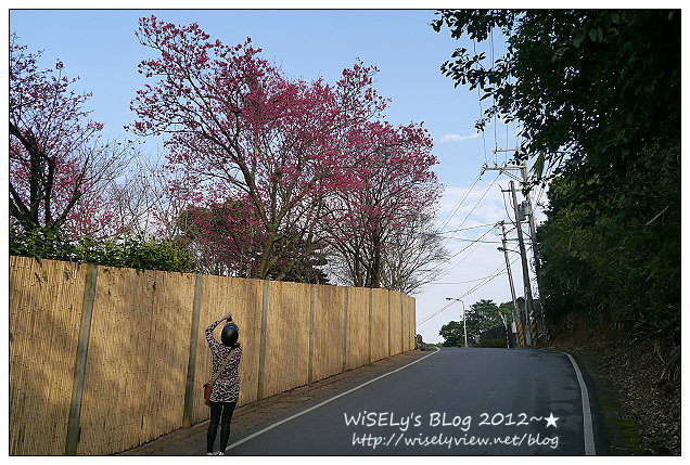 【遊玩】台北陽明山．禾豐農場櫻花隨拍(草山平等里平菁街42巷)，現今花況略差已過最大值～相約明年再訪；但意外好吃的想啟手工小饅頭，個人超推新品南瓜饅頭，吃了就想打包買10個