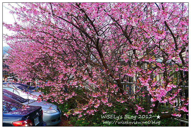 【遊玩】台北陽明山．禾豐農場櫻花隨拍(草山平等里平菁街42巷)，現今花況略差已過最大值～相約明年再訪；但意外好吃的想啟手工小饅頭，個人超推新品南瓜饅頭，吃了就想打包買10個