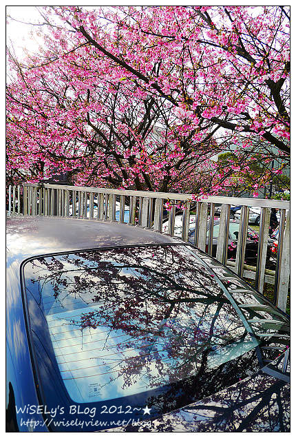 【遊玩】台北陽明山．禾豐農場櫻花隨拍(草山平等里平菁街42巷)，現今花況略差已過最大值～相約明年再訪；但意外好吃的想啟手工小饅頭，個人超推新品南瓜饅頭，吃了就想打包買10個