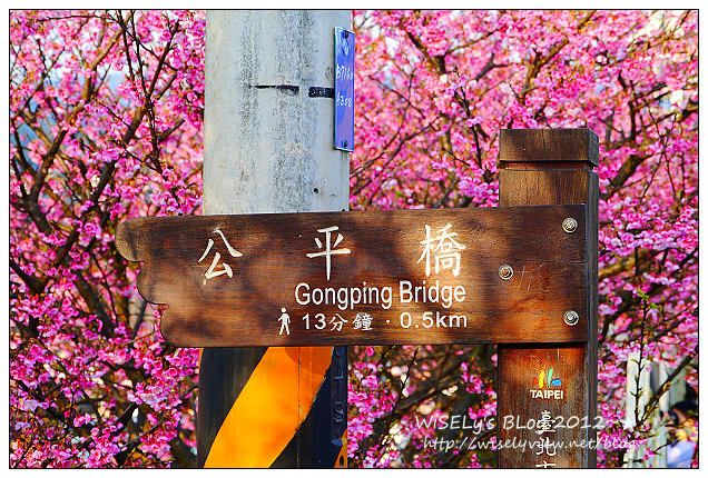 【遊玩】台北陽明山．禾豐農場櫻花隨拍(草山平等里平菁街42巷)，現今花況略差已過最大值～相約明年再訪；但意外好吃的想啟手工小饅頭，個人超推新品南瓜饅頭，吃了就想打包買10個