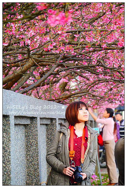 【遊玩】台北陽明山．禾豐農場櫻花隨拍(草山平等里平菁街42巷)，現今花況略差已過最大值～相約明年再訪；但意外好吃的想啟手工小饅頭，個人超推新品南瓜饅頭，吃了就想打包買10個