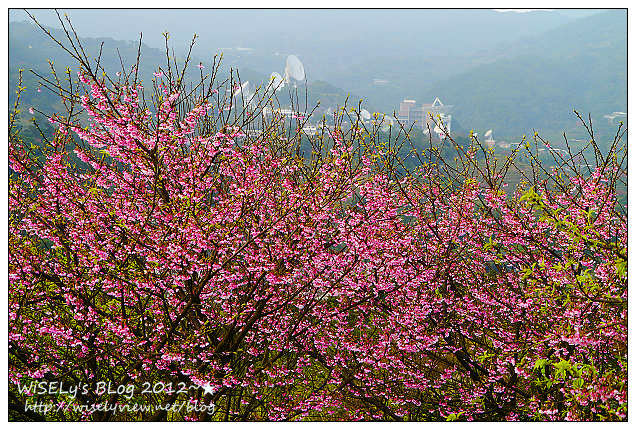【遊玩】台北陽明山．禾豐農場櫻花隨拍(草山平等里平菁街42巷)，現今花況略差已過最大值～相約明年再訪；但意外好吃的想啟手工小饅頭，個人超推新品南瓜饅頭，吃了就想打包買10個