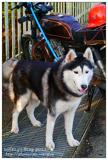 【遊玩】台北陽明山．禾豐農場櫻花隨拍(草山平等里平菁街42巷)，現今花況略差已過最大值～相約明年再訪；但意外好吃的想啟手工小饅頭，個人超推新品南瓜饅頭，吃了就想打包買10個
