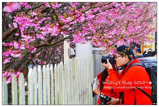 【遊玩】台北陽明山．禾豐農場櫻花隨拍(草山平等里平菁街42巷)，現今花況略差已過最大值～相約明年再訪；但意外好吃的想啟手工小饅頭，個人超推新品南瓜饅頭，吃了就想打包買10個