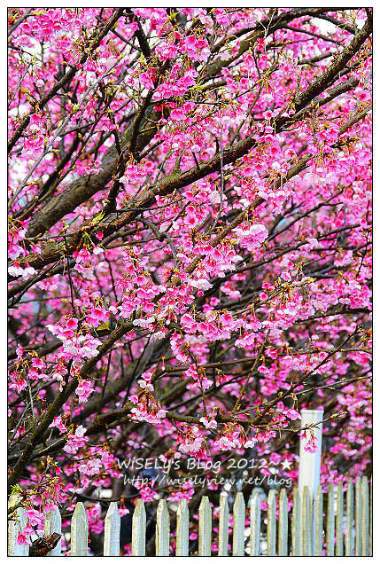 【遊玩】台北陽明山．禾豐農場櫻花隨拍(草山平等里平菁街42巷)，現今花況略差已過最大值～相約明年再訪；但意外好吃的想啟手工小饅頭，個人超推新品南瓜饅頭，吃了就想打包買10個
