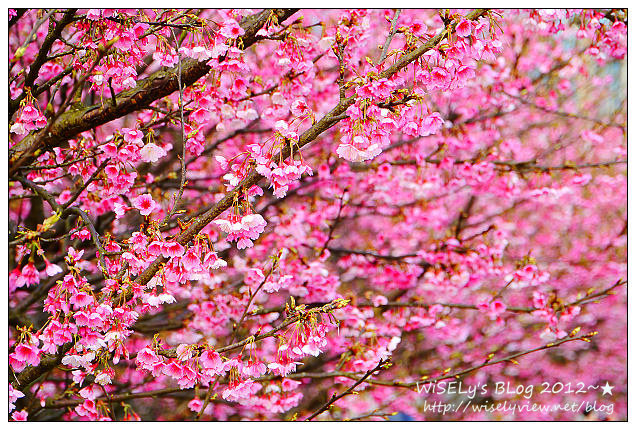 【遊玩】台北陽明山．禾豐農場櫻花隨拍(草山平等里平菁街42巷)，現今花況略差已過最大值～相約明年再訪；但意外好吃的想啟手工小饅頭，個人超推新品南瓜饅頭，吃了就想打包買10個