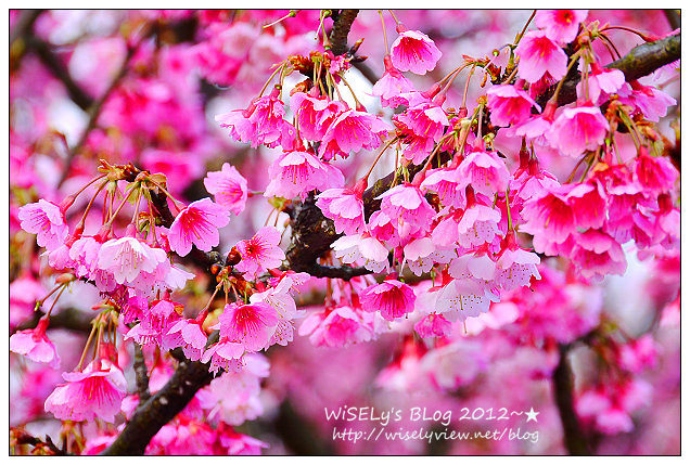 【遊玩】台北陽明山．禾豐農場櫻花隨拍(草山平等里平菁街42巷)，現今花況略差已過最大值～相約明年再訪；但意外好吃的想啟手工小饅頭，個人超推新品南瓜饅頭，吃了就想打包買10個