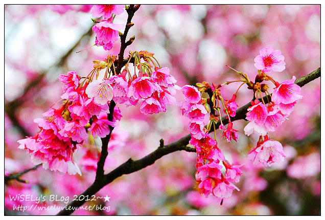 【遊玩】台北陽明山．禾豐農場櫻花隨拍(草山平等里平菁街42巷)，現今花況略差已過最大值～相約明年再訪；但意外好吃的想啟手工小饅頭，個人超推新品南瓜饅頭，吃了就想打包買10個