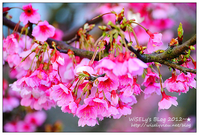 【遊玩】台北陽明山．禾豐農場櫻花隨拍(草山平等里平菁街42巷)，現今花況略差已過最大值～相約明年再訪；但意外好吃的想啟手工小饅頭，個人超推新品南瓜饅頭，吃了就想打包買10個