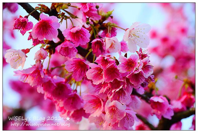【遊玩】台北陽明山．禾豐農場櫻花隨拍(草山平等里平菁街42巷)，現今花況略差已過最大值～相約明年再訪；但意外好吃的想啟手工小饅頭，個人超推新品南瓜饅頭，吃了就想打包買10個