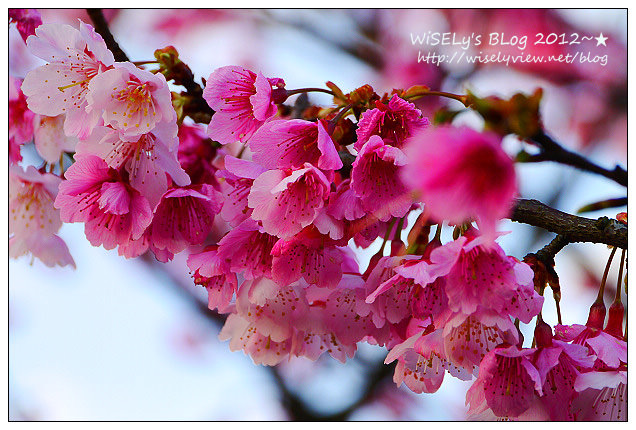 【遊玩】台北陽明山．禾豐農場櫻花隨拍(草山平等里平菁街42巷)，現今花況略差已過最大值～相約明年再訪；但意外好吃的想啟手工小饅頭，個人超推新品南瓜饅頭，吃了就想打包買10個