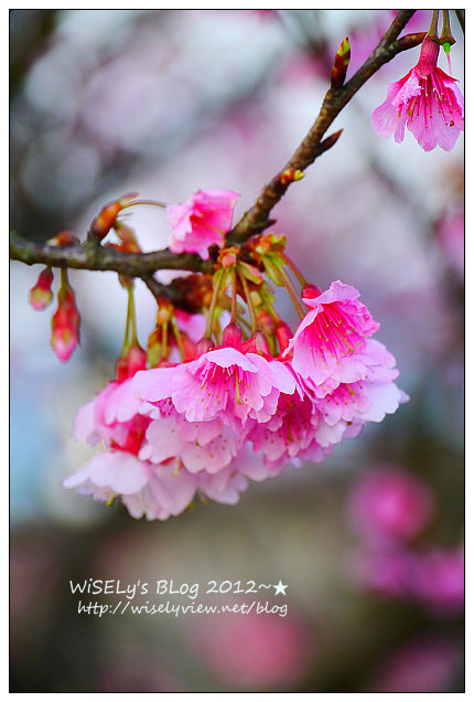 【遊玩】台北陽明山．禾豐農場櫻花隨拍(草山平等里平菁街42巷)，現今花況略差已過最大值～相約明年再訪；但意外好吃的想啟手工小饅頭，個人超推新品南瓜饅頭，吃了就想打包買10個