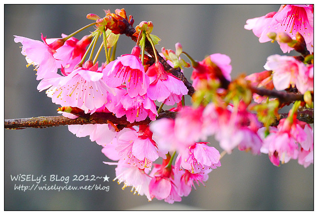 【遊玩】台北陽明山．禾豐農場櫻花隨拍(草山平等里平菁街42巷)，現今花況略差已過最大值～相約明年再訪；但意外好吃的想啟手工小饅頭，個人超推新品南瓜饅頭，吃了就想打包買10個