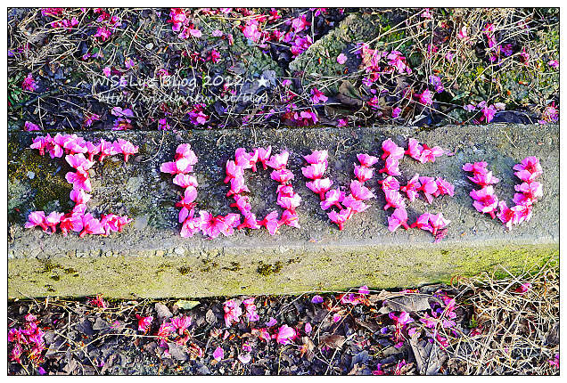 【遊玩】台北陽明山．禾豐農場櫻花隨拍(草山平等里平菁街42巷)，現今花況略差已過最大值～相約明年再訪；但意外好吃的想啟手工小饅頭，個人超推新品南瓜饅頭，吃了就想打包買10個