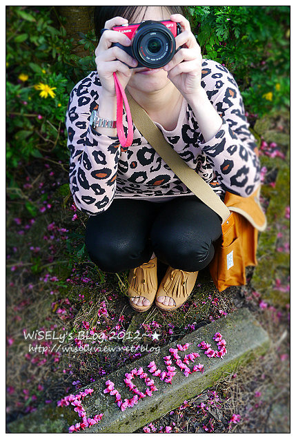 【遊玩】台北陽明山．禾豐農場櫻花隨拍(草山平等里平菁街42巷)，現今花況略差已過最大值～相約明年再訪；但意外好吃的想啟手工小饅頭，個人超推新品南瓜饅頭，吃了就想打包買10個