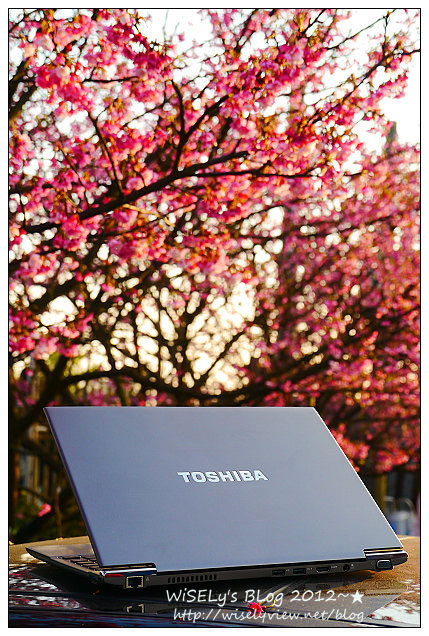 【遊玩】台北陽明山．禾豐農場櫻花隨拍(草山平等里平菁街42巷)，現今花況略差已過最大值～相約明年再訪；但意外好吃的想啟手工小饅頭，個人超推新品南瓜饅頭，吃了就想打包買10個