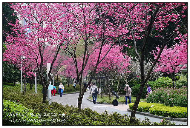 【隨拍】Panasonic Lumix GX1：台北市．中正紀念堂：櫻花步道輕鬆行(含拍攝場地指南&交通資訊)，適合全家老小一起去走走～以及周邊美食相關分享 @WISELY's 拍拍照寫寫字
