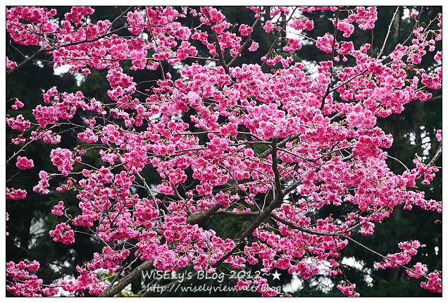 【隨拍】Panasonic Lumix GX1：台北市．中正紀念堂：櫻花步道輕鬆行(含拍攝場地指南&交通資訊)，適合全家老小一起去走走～以及周邊美食相關分享