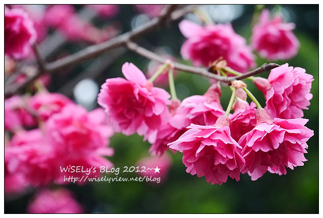 【隨拍】Panasonic Lumix GX1：台北市．中正紀念堂：櫻花步道輕鬆行(含拍攝場地指南&交通資訊)，適合全家老小一起去走走～以及周邊美食相關分享