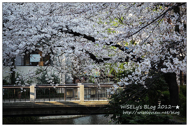 【旅行】2011日本京都：從木屋町通順著「高瀨川一之船入」慢遊，有流水有櫻花有陽光的午后