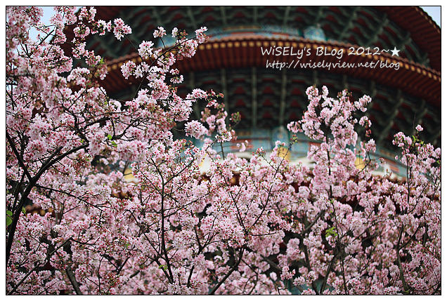 【隨拍】新北市．淡水區：無極天元宮櫻花行～(2012.03.18含交通資訊分享) @WISELY's 拍拍照寫寫字