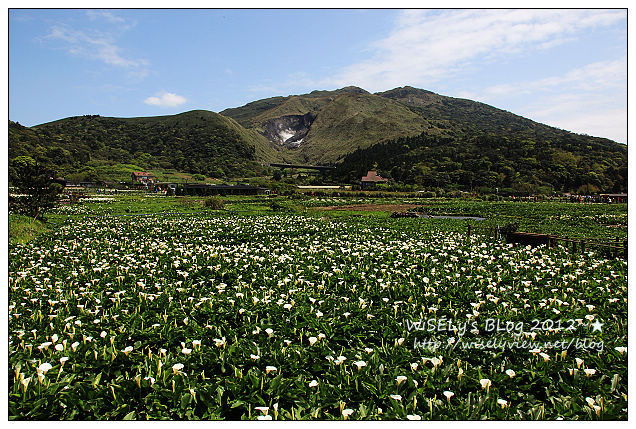 【遊玩】台北．陽明山：頂湖大賞園採海芋隨拍及交通資訊（2012竹子湖海竽季）