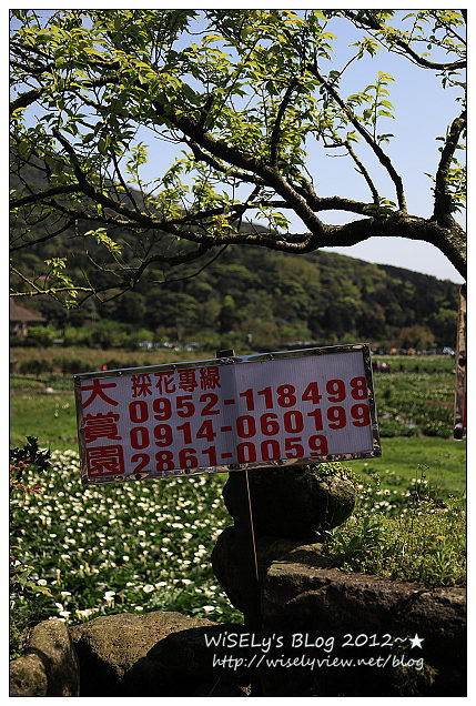 【遊玩】台北．陽明山：頂湖大賞園採海芋隨拍及交通資訊（2012竹子湖海竽季）