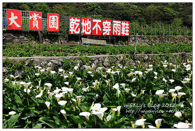 【遊玩】台北．陽明山：頂湖大賞園採海芋隨拍及交通資訊（2012竹子湖海竽季）