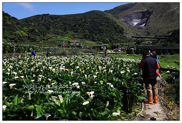 【遊玩】台北．陽明山：頂湖大賞園採海芋隨拍及交通資訊（2012竹子湖海竽季）