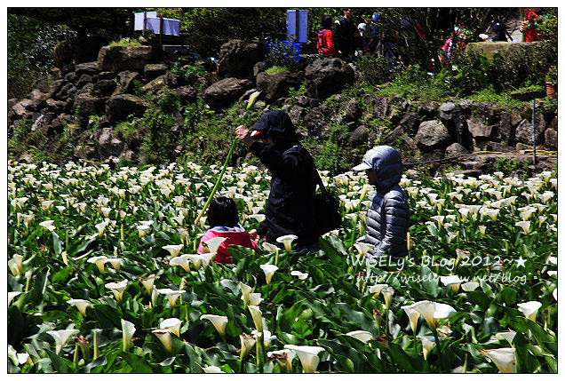 【遊玩】台北．陽明山：頂湖大賞園採海芋隨拍及交通資訊（2012竹子湖海竽季）