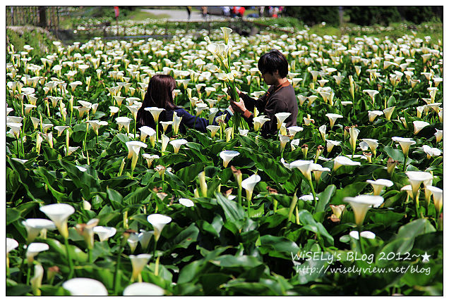 【遊玩】台北．陽明山：頂湖大賞園採海芋隨拍及交通資訊（2012竹子湖海竽季）