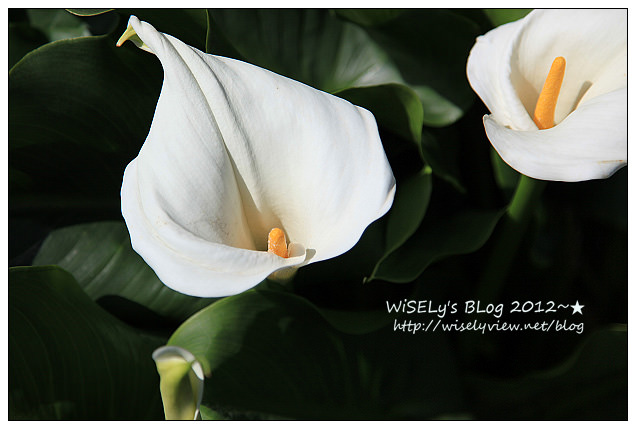 【遊玩】台北．陽明山：頂湖大賞園採海芋隨拍及交通資訊（2012竹子湖海竽季）