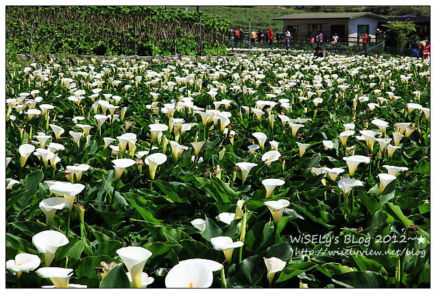 【遊玩】台北．陽明山：頂湖大賞園採海芋隨拍及交通資訊（2012竹子湖海竽季）