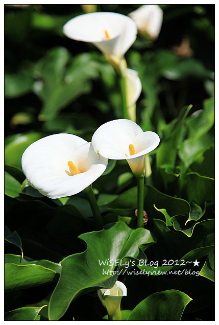 【遊玩】台北．陽明山：頂湖大賞園採海芋隨拍及交通資訊（2012竹子湖海竽季）